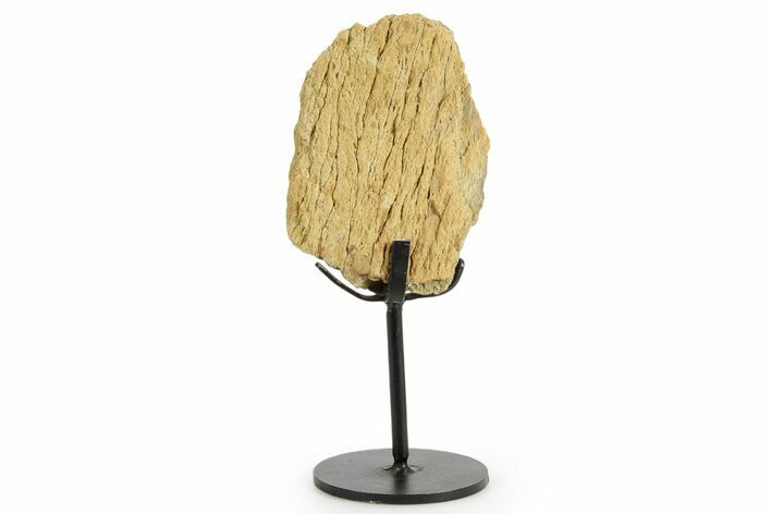 Fossil Triceratops Limb Section w/ Metal Stand - South Dakota #363618